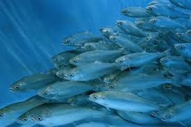 Salmón Plateado